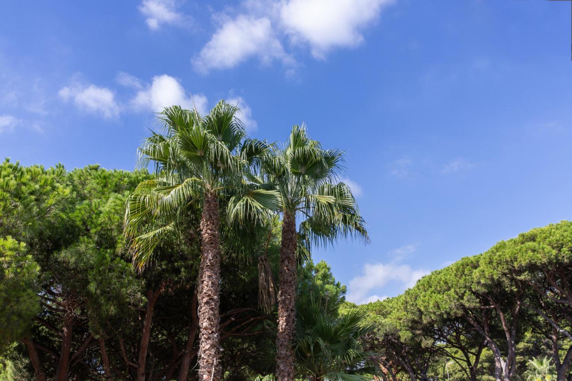 Aparthotel Las Palmeras Castelldefels Exterior photo